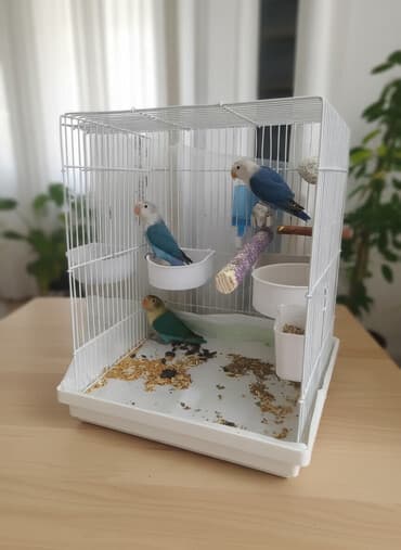 tap az quslar: Salam,fişerlər satılır 3 ədəd .3- 4 aylıq quşlardır .cox gözəl — 1