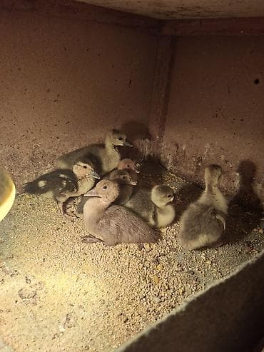 Dişi, | Lal ördək, Ətlik, Ödənişli çatdırılma