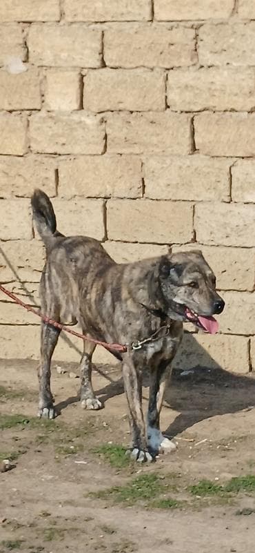 Digər heyvanlar: Qurdbasar, 2 il, Erkek — 4