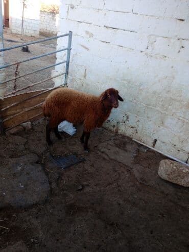 Гуси: Əsil damazdıqa quzu satılır istəyən olsa yazsın video sun atım baxın — 3