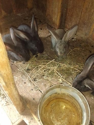 sabuncu it bazari: Salam atası velikan anasi yerlidir cütü 15AZN — 1