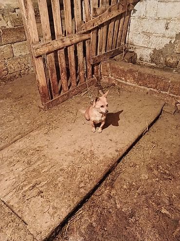 Dişi izvanok satılır. - Cins: izvanok (dişi) - Boyu kiçik, həyət və