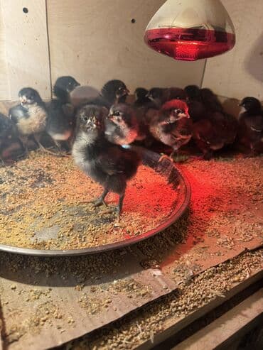 Toyuq, Australorp, Damazlıq