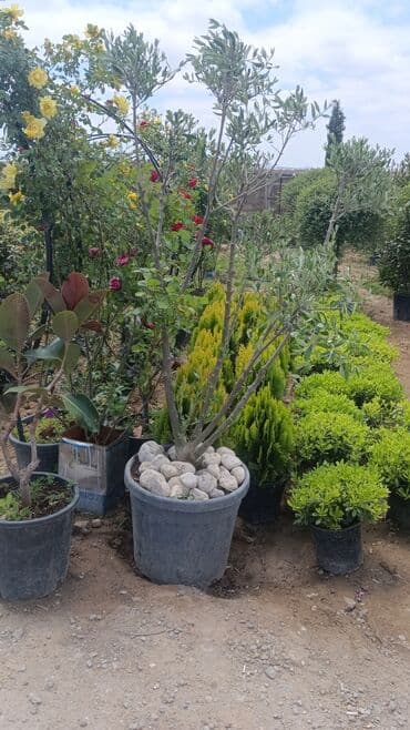 gubrə satışı: Torf gubreside satilir 300 den cox alsaz endirim veya catrlma olacaq — 3