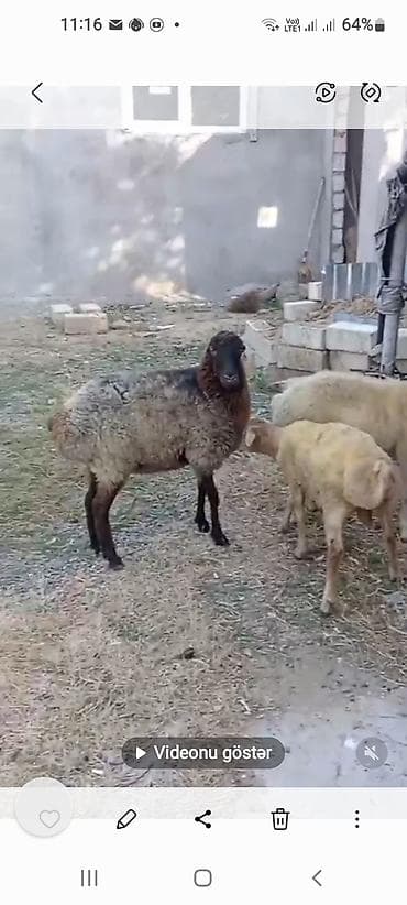it şəkilləri: Erkək, il: 1, Ətlik, Ünvandan götürmə — 3