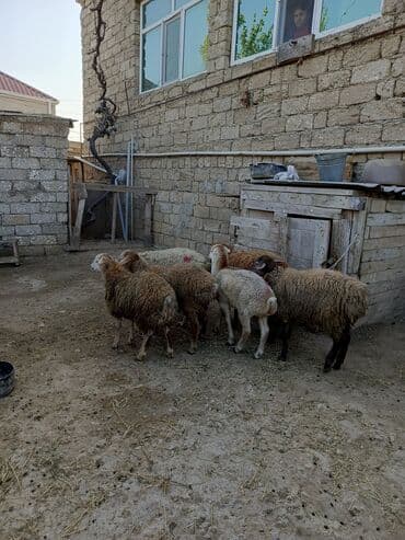 nişan şəkilləri: Erkək, il: 7, 29 kq, Ətlik — 2