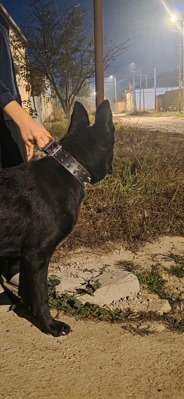 afçarka itləri: Endirim olacaq raboçi afçarka — 3