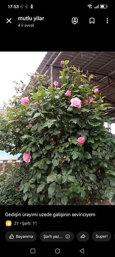 ev gülleri: Otaq, yoldasi tek kisidi axtaran kim yaninda otaq, yoldasi axtarırsa — 1