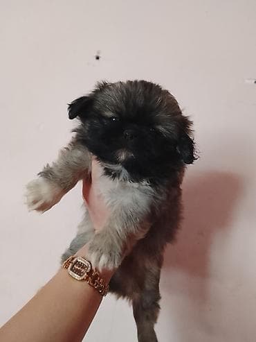 itlerin satisi 2022: Pekines, 2 ay, Erkek, Peyvəndli, Ünvandan götürmə — 4