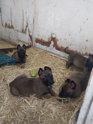 belçika qurdu: Belçika çoban iti — 2