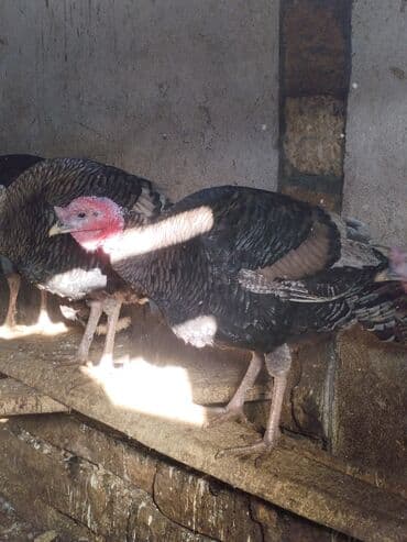 Məhsul: Hind quşları (fərqli rənglərdə) Təsvir: - Şəkillərdə