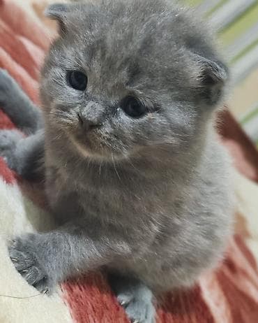 Pişiklər: Şotland, Erkək, Dişi, Yaxşı əllərə, Ünvandan götürmə, Pulsuz çatdırılma, Ödənişli çatdırılma — 2