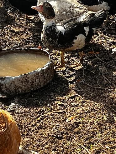 Yemlər: Musk ördəkləri (indoutka) – qara-ağ rəngli - Cins: muskoviy (hinduşka — 3