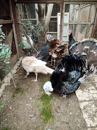 Digər kənd təsərrüfatı heyvanları: Erkək, Damazlıq — 1