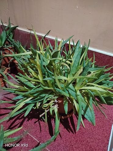 Букетные цветы: 🌿 Aloe Vera gülü satılır Sağlam və böyümüş aloe vera gülü satılır — 4