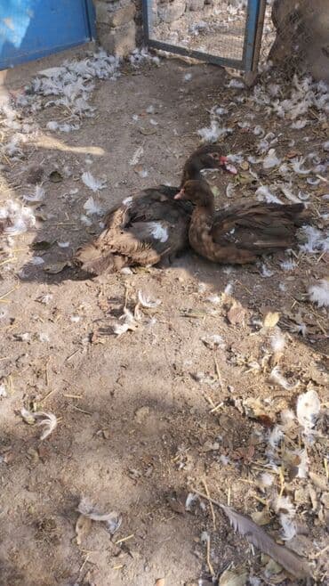 котята в добрые руки: Ördəklər — 2