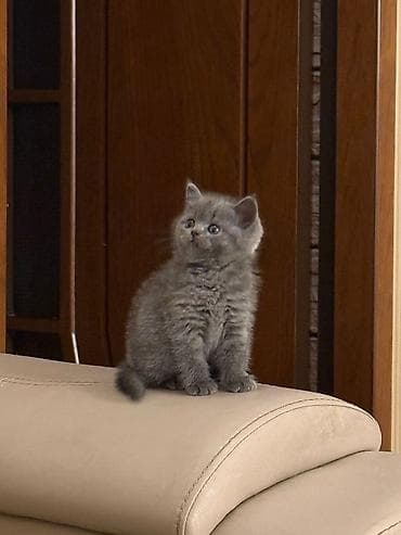 Şotland, Dişi, Pulsuz çatdırılma