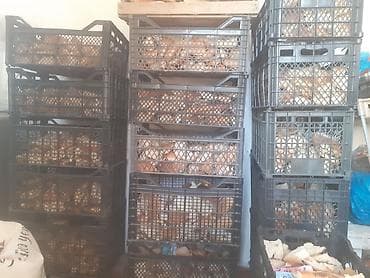 əbabil quşu yemi: Guru corek kisesi 4 azn barter etmek olar toyug fere ile. 055 880 — 7