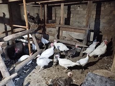 keci satisi: Quslar Gilezidedi 23 ededir 6 si erkeydi disiler yumurta edir — 2