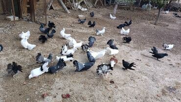 simmental inək satılır: Məhsul: müxtəlif növ ev göyərçinləri Təsvir: - Rənglər: ağ, qara — 9