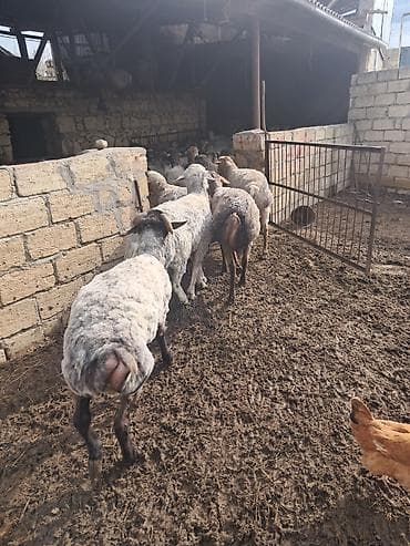 tatarlar qoyunu: Qoyun sürüsü – ət və damazlıq üçün - Növlər: qarışıq yerli və — 4