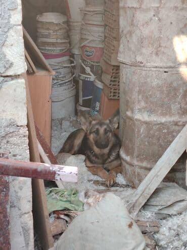coban iti sekilleri: Alman çoban iti, 9 ay, Dişi, Peyvəndli, Ünvandan götürmə, Ödənişli çatdırılma, Rayonlara çatdırılma — 6