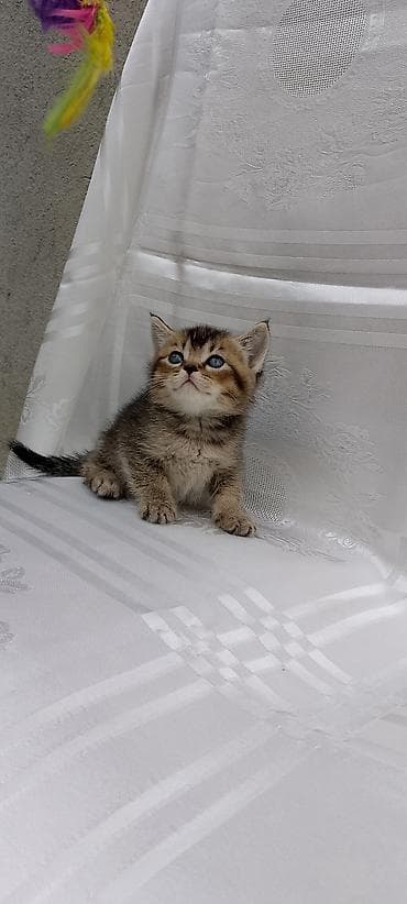 it yem: British Shorthair və Scottish Fold balaları - Cins: şəkillərdə həm — 6