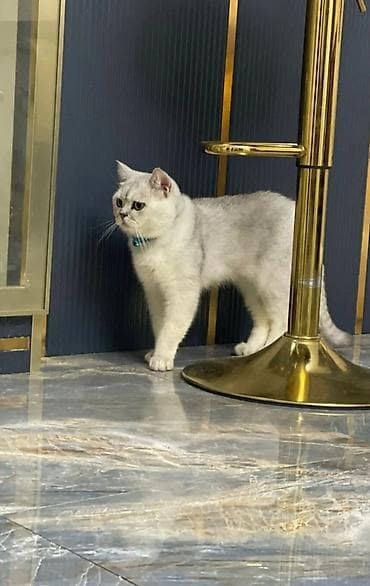 şotland pişik: Pişiklər — 4