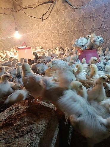 ordək balası və cucə: Toyuq cücələri, Ətlik — 3