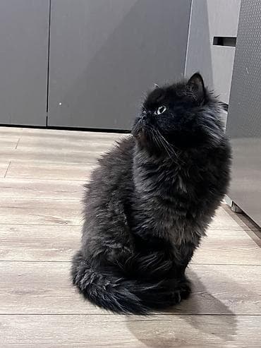 Pers pisiyi erkekdi qisir deyil 8 ayliq baladi qurd dermani verilip — 1