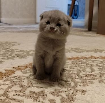 pisik sinsila: Şotland yastı qulaq — 5