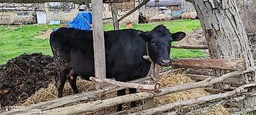 Dişi, Holsteyn, il: 2, 850 kq, Südlük, Ödənişli çatdırılma