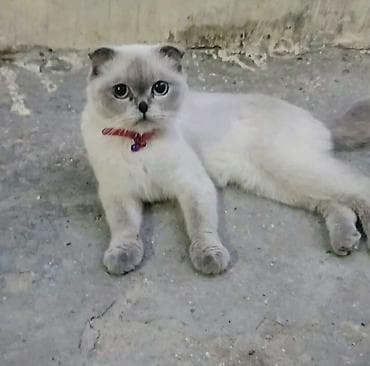 qulaq şamı: Şotland yastı qulaq, Dişi — 1