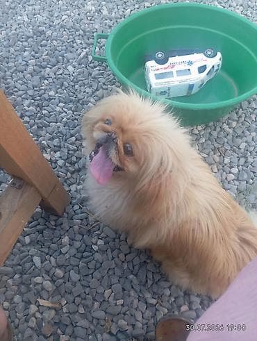 tüklü itlər: Pekines, 1 il, Dişi, Peyvəndli, Ünvandan götürmə — 2