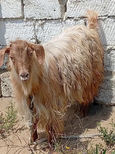 Uzun tüklü erkək keçi - Cins tipi: yerli uzun tüklü (angora tipli