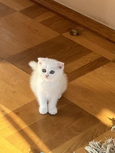 labrador satisi: Şotland yastı qulaq, Dişi, Yaxşı əllərə, Ünvandan götürmə, Ödənişli çatdırılma — 1
