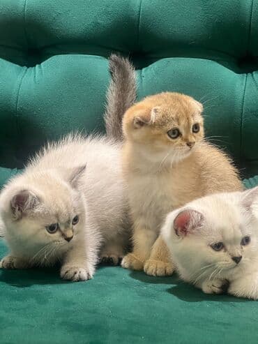 şınşıla pişik: Şinşilla, Dişi — 4