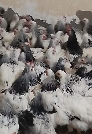 Quşlar: 5 aylıq serbirist çolpalar satılır,çekileri 1 kq 300,1 kq 600,qiymet — 2