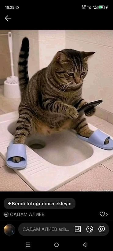 pişik daşıma: Siam — 5