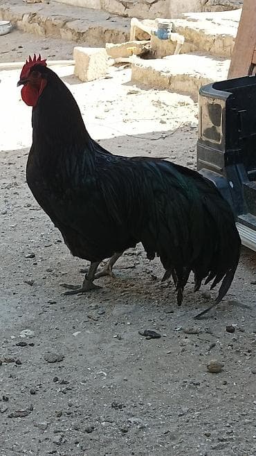 Toyuq, Damazlıq — 3