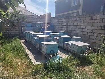Arıçılıq üçün hazır pətək və avadanlıq dəsti - Şəkillərdə gördüyünüz