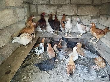 it adları oglan: Cücələr – müxtəlif rəng və növlər Həyət şəraitində saxlanılan təmiz — 2