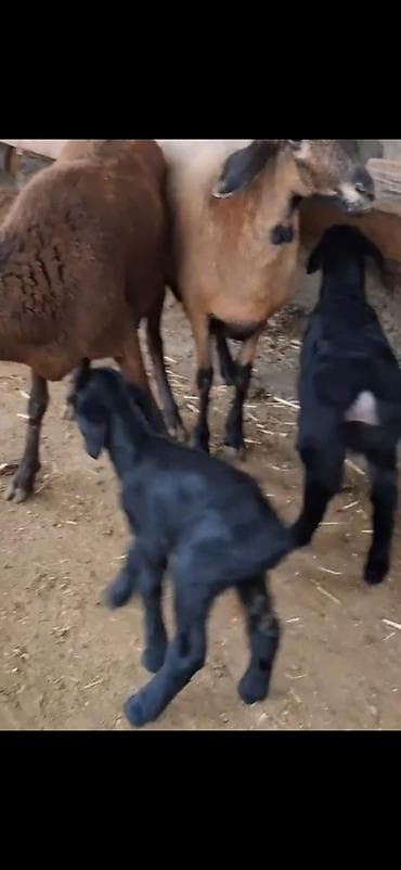пудель в добрые руки: Məhsul: Qoyun sürüsü – ana qoyunlar və quzular Təsvir: - Yerli — 4
