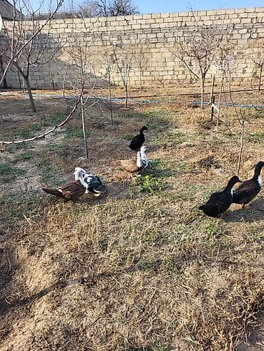 mal satisi: Dişi, Damazlıq — 3