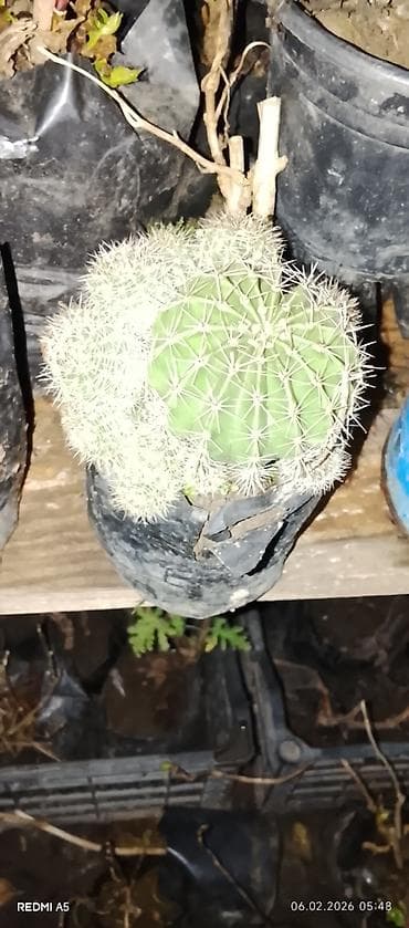 limon agaci satilir: Lənkaran dan Dekrativ Ev ve Həyət Güllerinin Satışı Bütün Bölgələrə — 2