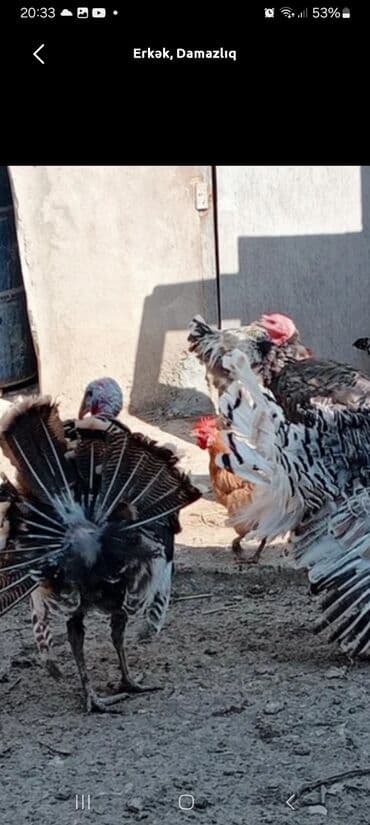 lal ordek haqqında: Erkək, Damazlıq — 1