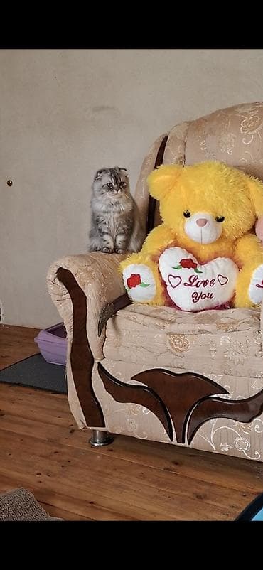 it pisik sekilleri: Şotland, Erkək, Cütləşmə üçün, Ödənişli çatdırılma — 1