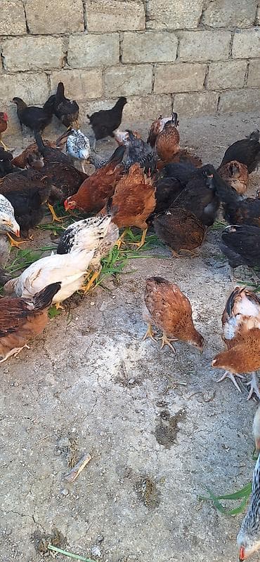 kənd çolpaları: Kend çolpaları .Qiymet 6 manat 50 qepik — 4