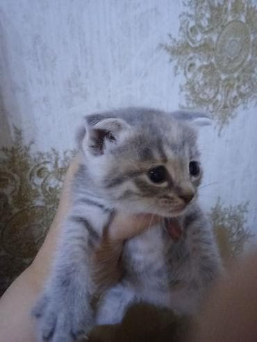 siyam pişik: Erkək, Dişi — 3