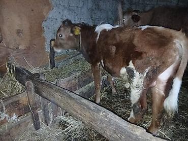 hinduska balasi satilir 2019: 7 aylıq semetalı.erkei dana salır saxlamalı danadı kim istese buyrsun — 4